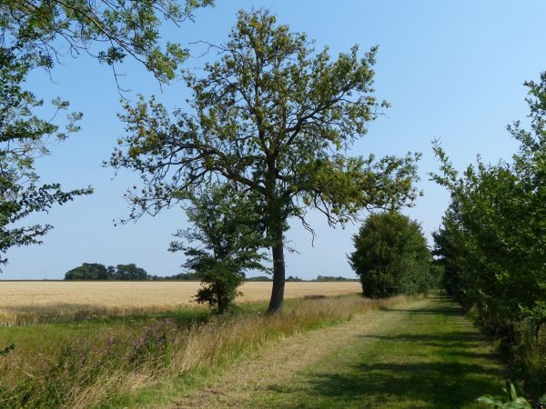 Track to Brampton Wood
